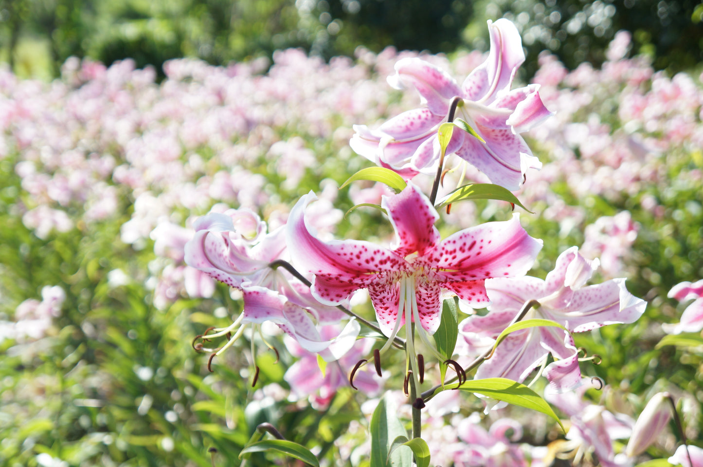 August 29–30, 2026 Koshikishima Island Retreat: A Journey to Japan's Hidden Lily Meadows
