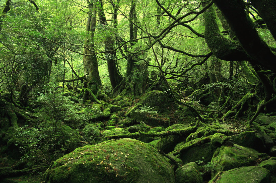 World Heritage Sites of Kagoshima