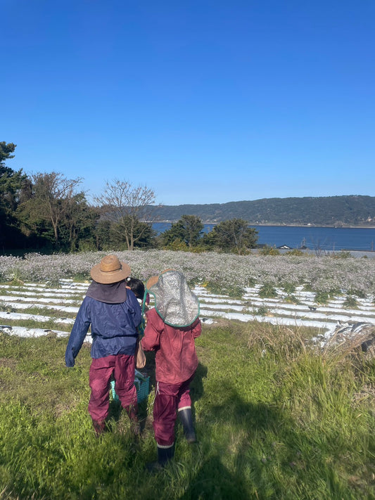 A Farming day at the Murayama Farm in Sakurajima, Kagoshima