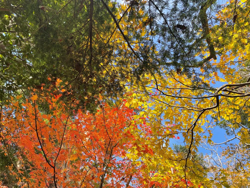 Autumn Leaves of Kagoshima