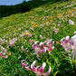 August 29–30, 2026 Koshikishima Island Retreat: A Journey to Japan's Hidden Lily Meadows