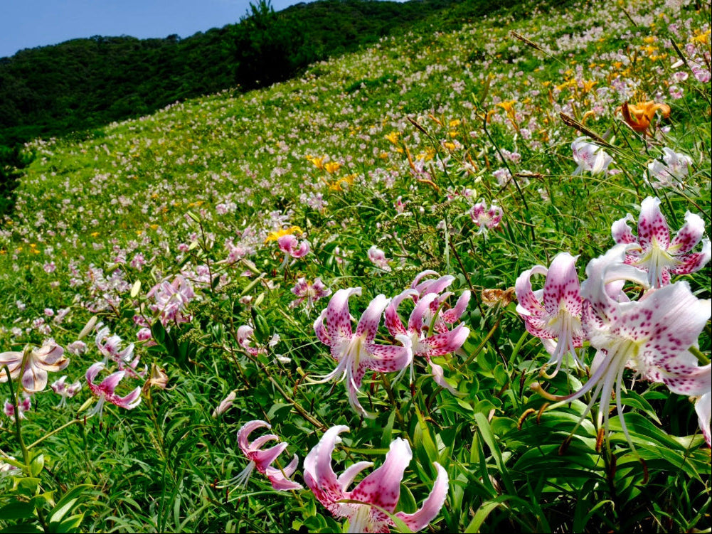 August 29–30, 2026 Koshikishima Island Retreat: A Journey to Japan's Hidden Lily Meadows