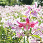 August 29–30, 2026 Koshikishima Island Retreat: A Journey to Japan's Hidden Lily Meadows