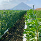 【Exclusive Excursion】The Healing Sands of Ibusuki: Exclusive Wellness & Rustic Charm