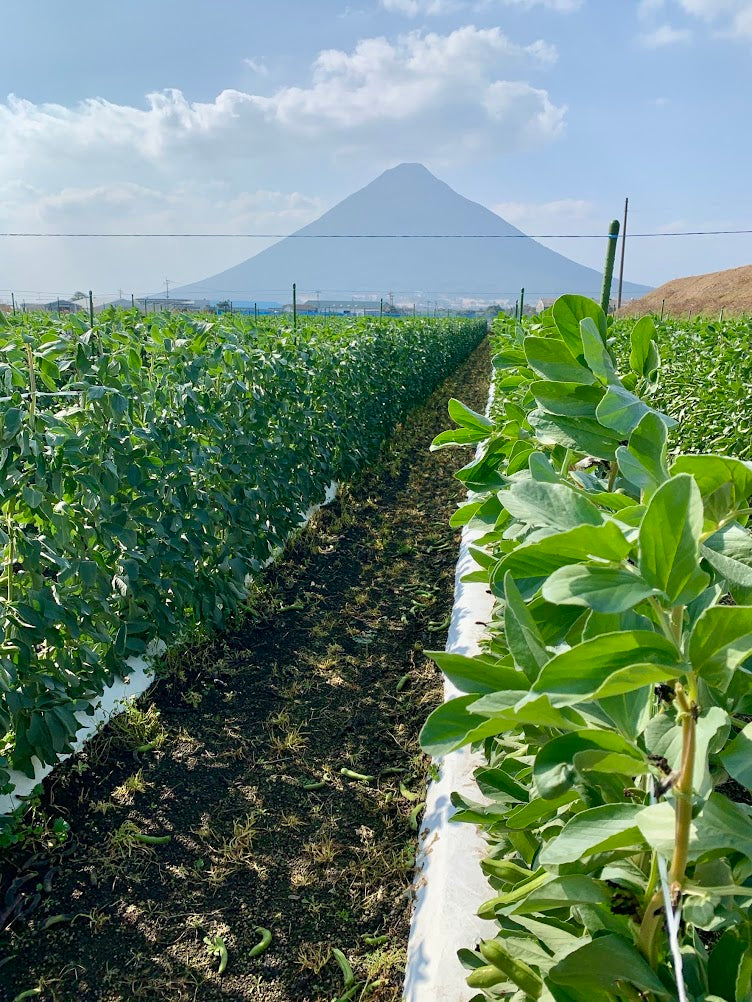 【Exclusive Excursion】The Healing Sands of Ibusuki: Exclusive Wellness & Rustic Charm