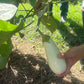 Authentic Countryside & Traditional Farm Life Experience in Kagoshima