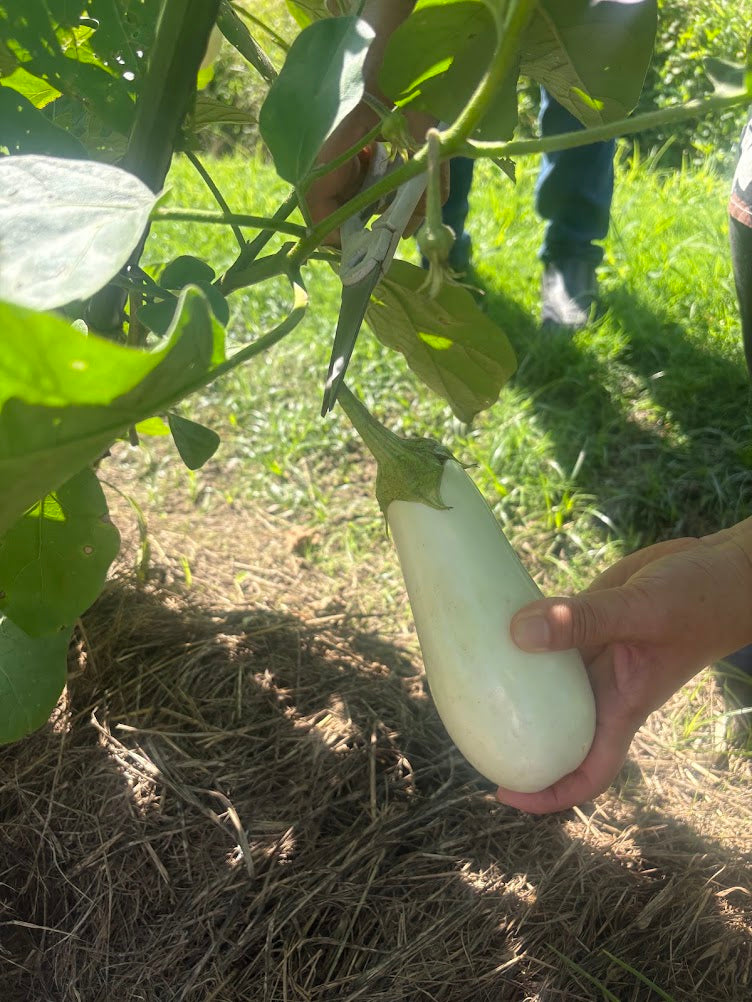 Authentic Countryside & Traditional Farm Life Experience in Kagoshima