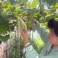 Authentic Countryside & Traditional Farm Life Experience in Kagoshima