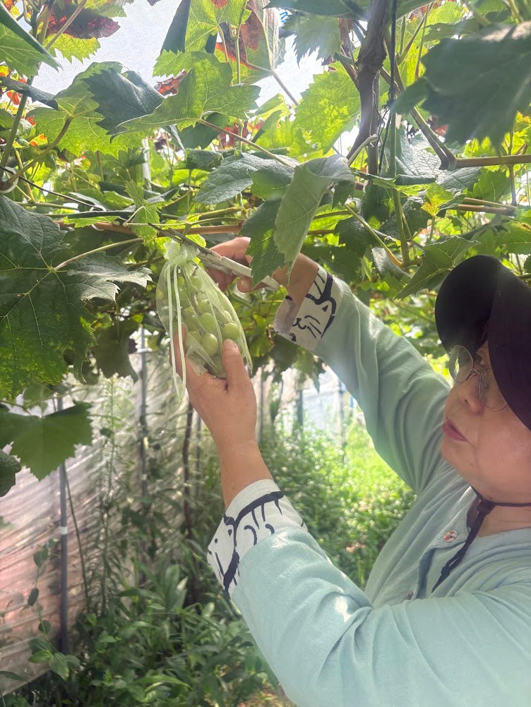 Authentic Countryside & Traditional Farm Life Experience in Kagoshima