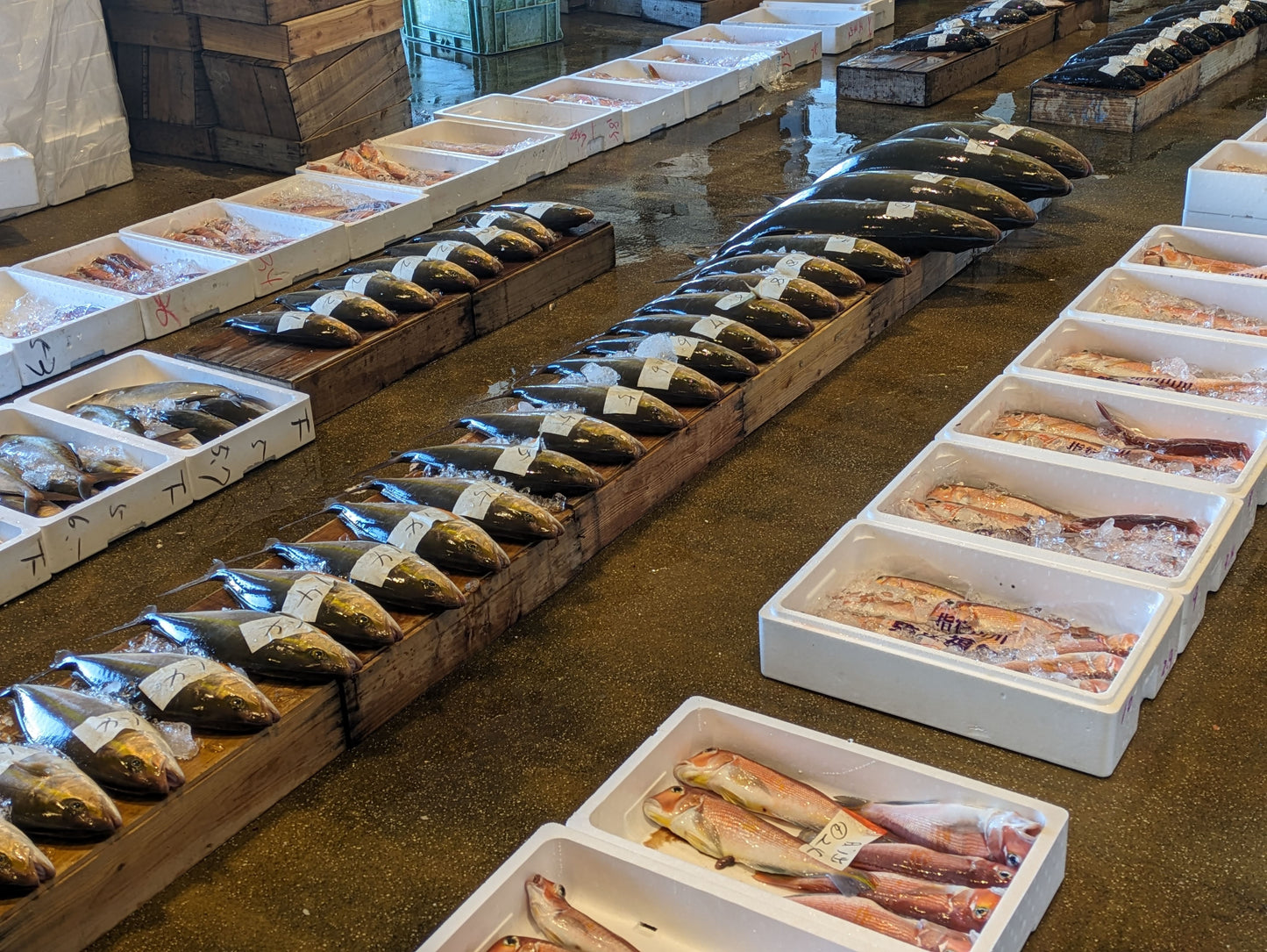 Exclusive Morning Fish Market Auction Tour