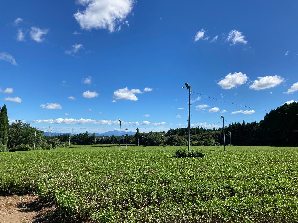 Tea Experience in the splendid view tea farm with a short walking in the forest