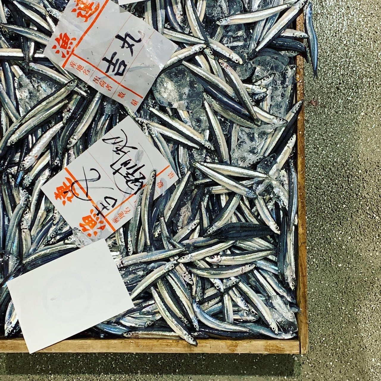 Kagoshima Fish Market Tour